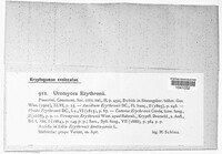 Uromyces erythronii image